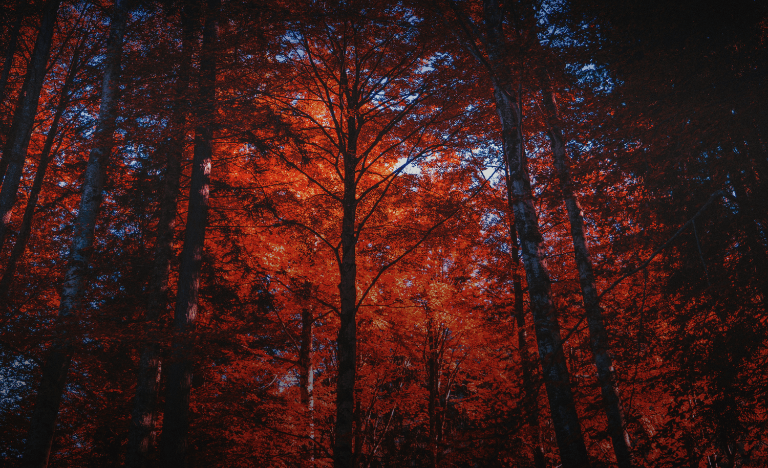 Premium Corporate Gifting Solutions | For Employees and Clients – Loopify