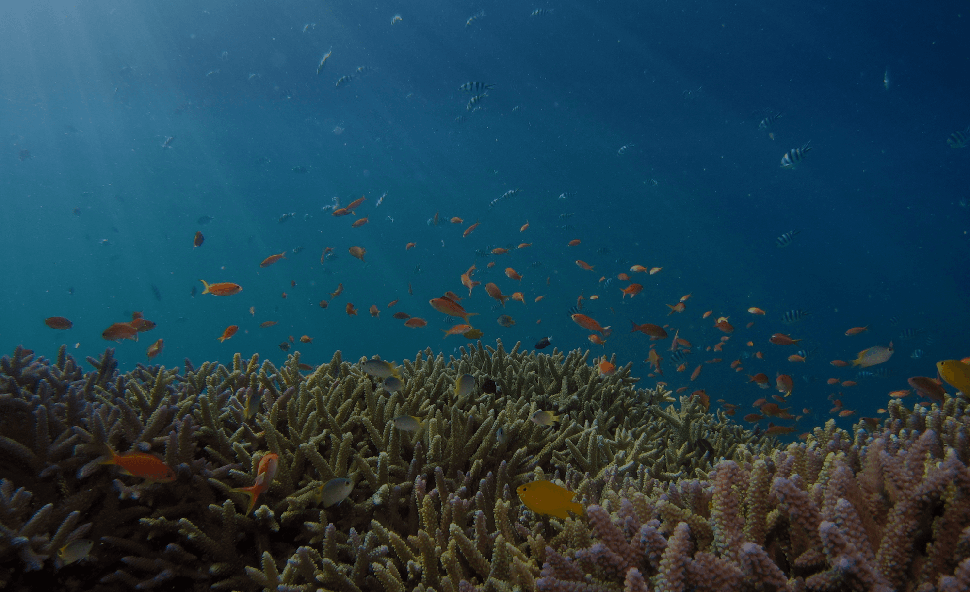 Premium Corporate Gifting Solutions | For Employees and Clients – Loopify